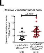 Rabbit IgG (H+L) Cross-Adsorbed Secondary Antibody in Immunohistochemistry (Paraffin) (IHC (P))