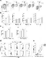 FOXP3 Antibody in Flow Cytometry (Flow)