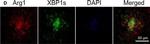 Rabbit IgG (H+L) Cross-Adsorbed Secondary Antibody in Immunohistochemistry (Frozen) (IHC (F))