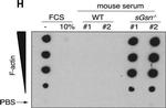 Mouse IgG (H+L) Cross-Adsorbed Secondary Antibody in Western Blot (WB)