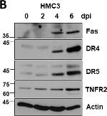 Mouse IgG (H+L) Highly Cross-Adsorbed Secondary Antibody in Western Blot (WB)