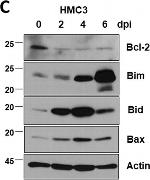 Mouse IgG (H+L) Highly Cross-Adsorbed Secondary Antibody in Western Blot (WB)