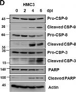 Mouse IgG (H+L) Highly Cross-Adsorbed Secondary Antibody in Western Blot (WB)