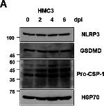 Mouse IgG (H+L) Highly Cross-Adsorbed Secondary Antibody in Western Blot (WB)