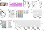 TCR beta Antibody in Flow Cytometry (Flow)