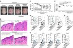 TCR beta Antibody in Flow Cytometry (Flow)