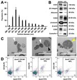 CD81 Monoclonal Antibody (M38)