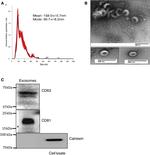 CD63 Antibody in Western Blot (WB)