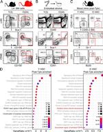 CD135 (Flt3) Antibody in Flow Cytometry (Flow)