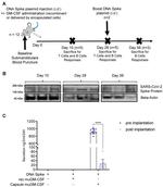 SARS/SARS-CoV-2 Spike Protein (RBD) Chimeric Recombinant Mouse Monoclonal Antibody (D005)