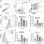 CD274 (PD-L1, B7-H1) Antibody in Flow Cytometry (Flow)