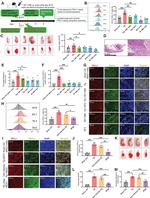CD274 (PD-L1, B7-H1) Antibody in Flow Cytometry (Flow)