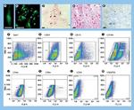 CD105 (Endoglin) Antibody in Flow Cytometry (Flow)