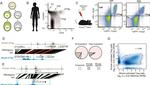 CD3 Antibody in Flow Cytometry (Flow)