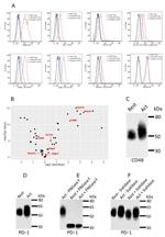 CD150 Antibody in Flow Cytometry (Flow)