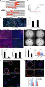 FOXJ1 Antibody in Immunohistochemistry, Immunocytochemistry (IHC, ICC/IF)