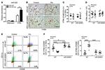 CD11b Antibody in Flow Cytometry (Flow)