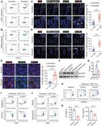 Perforin Antibody in Flow Cytometry (Flow)