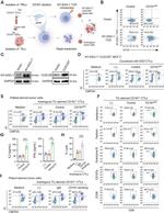Perforin Antibody in Flow Cytometry (Flow)