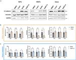 Vimentin Antibody in Western Blot (WB)