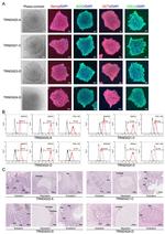SSEA4 Antibody in Flow Cytometry (Flow)