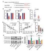 PTPRB Antibody in Western Blot (WB)