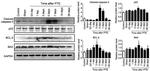 Bax Antibody in Western Blot (WB)