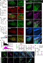 Biotin Polyclonal Antibody