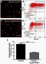 CD11b Antibody in Flow Cytometry (Flow)
