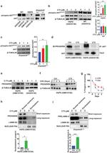 Lamin B2 Antibody in Western Blot (WB)