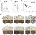 FZR1 Polyclonal Antibody