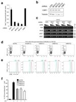 Mouse IgA Antibody in Flow Cytometry (Flow)