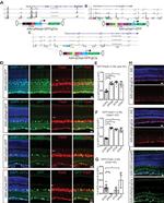 PAX6 Antibody in Immunohistochemistry (PFA fixed) (IHC (PFA))