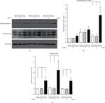 Phospho-JNK1/JNK2 (Thr183, Tyr185) Antibody in Western Blot (WB)