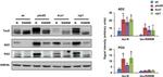 Phospho-Tau (Ser409) Antibody in Western Blot (WB)