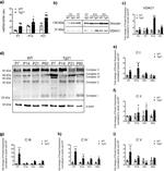 OxPhos Rodent WB Antibody in Western Blot (WB)