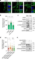RANBP3 Antibody in Western Blot (WB)