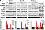 IL-6 Antibody in Western Blot (WB)