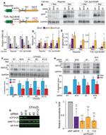 NUDT21 Antibody in Western Blot (WB)