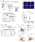 Digoxigenin Antibody in Dot Blot (DB)