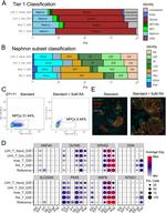 HNF4A Antibody in Immunohistochemistry (IHC)