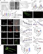 GFP Antibody in Western Blot (WB)