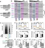 Alexa Fluor 488 Polyclonal Antibody