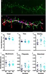Lucifer Yellow Polyclonal Antibody, Biotin