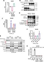 eGFP Antibody in Western Blot (WB)