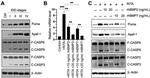 Active/Pro-Caspase 3 Antibody in Western Blot (WB)