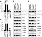 Active/Pro-Caspase 3 Antibody in Western Blot (WB)
