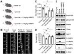 Active/Pro-Caspase 3 Antibody in Western Blot (WB)