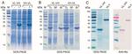 6x-His Tag Antibody in Western Blot (WB)