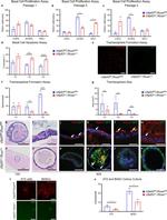 MUC5AC Antibody in Immunohistochemistry (IHC)